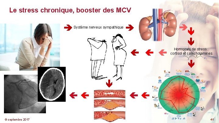 Le stress chronique, booster des MCV Système nerveux sympathique Hormones de stress : cortisol