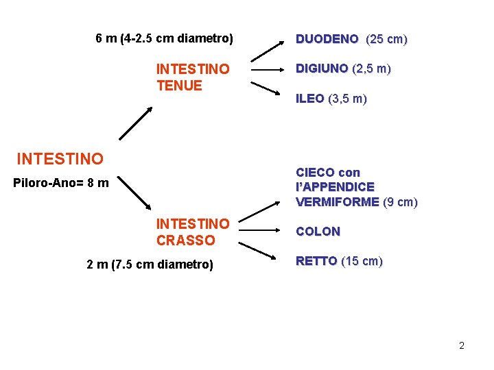 6 m (4 -2. 5 cm diametro) INTESTINO TENUE INTESTINO DUODENO (25 cm) DIGIUNO