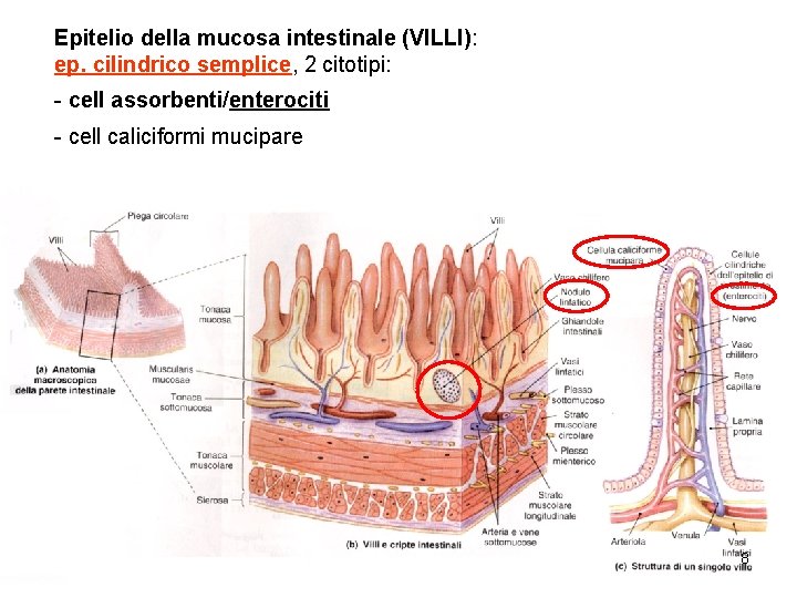 Epitelio della mucosa intestinale (VILLI): ep. cilindrico semplice, 2 citotipi: - cell assorbenti/enterociti -