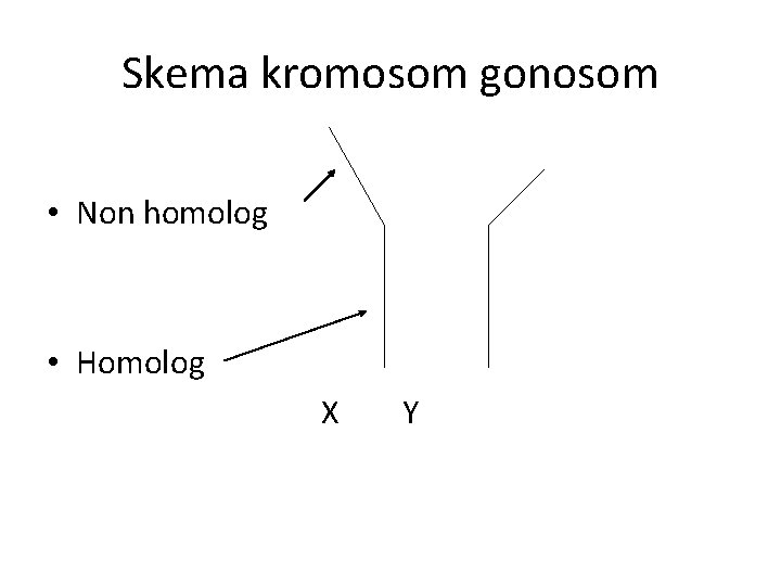 Skema kromosom gonosom • Non homolog • Homolog X Y 