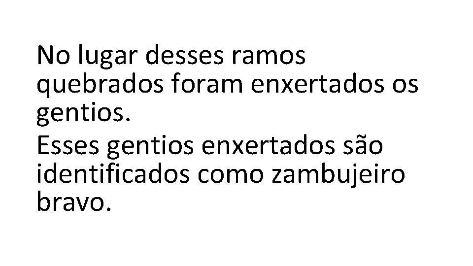 No lugar desses ramos quebrados foram enxertados os gentios. Esses gentios enxertados são identificados