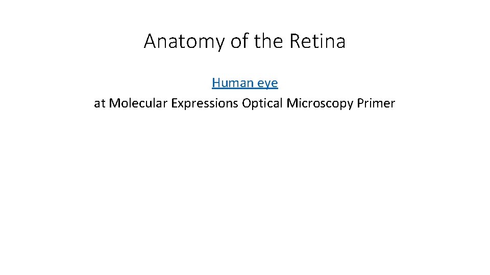 Anatomy of the Retina Human eye at Molecular Expressions Optical Microscopy Primer 