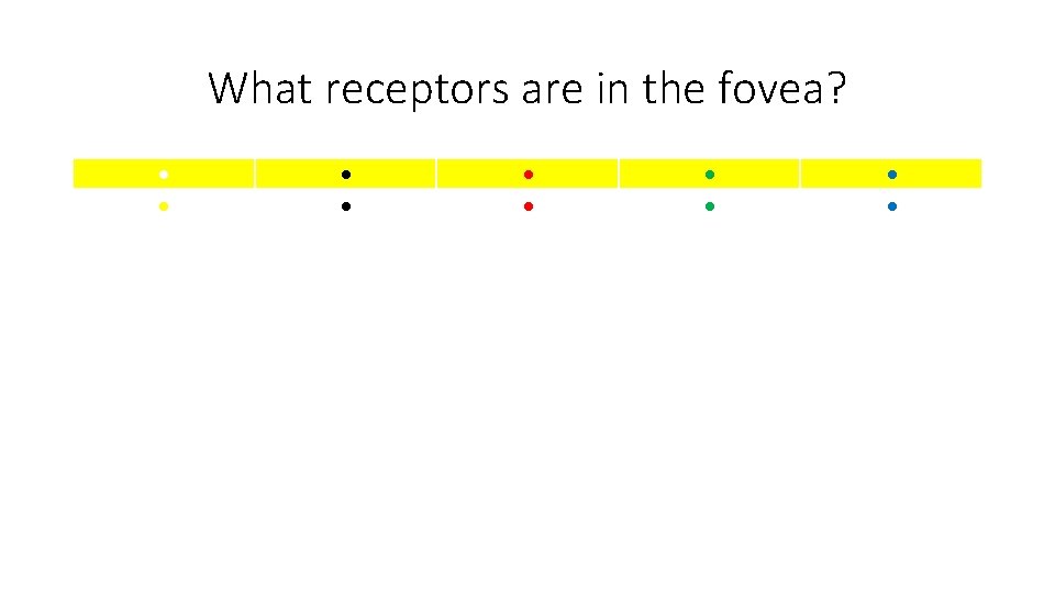 What receptors are in the fovea? ● ● ● ● ● 
