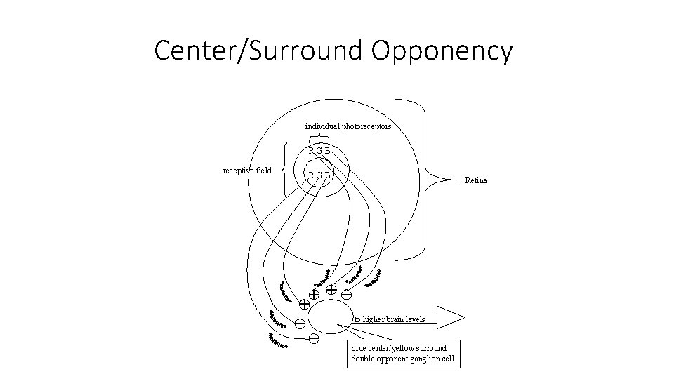 Center/Surround Opponency individual photoreceptors RGB receptive field RGB Retina to higher brain levels blue