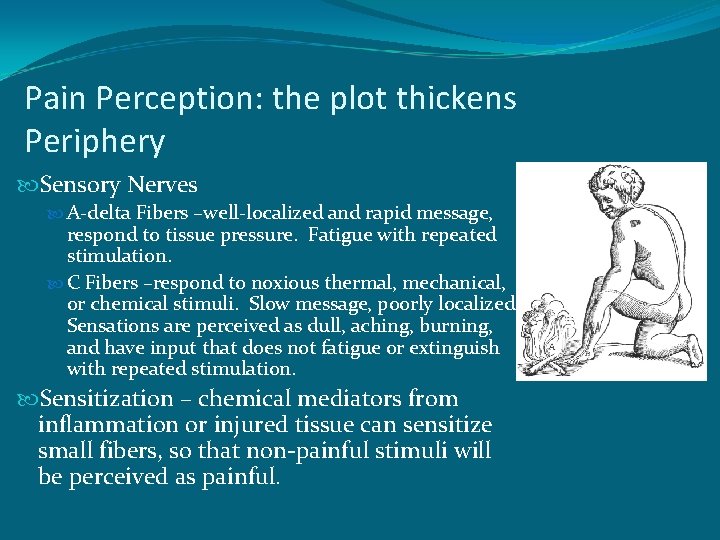 Pain Perception: the plot thickens Periphery Sensory Nerves A-delta Fibers –well-localized and rapid message,