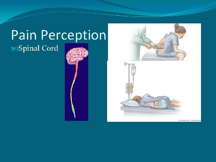Pain Perception Spinal Cord 