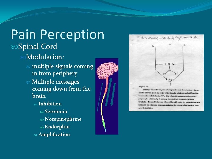 Pain Perception Spinal Cord Modulation: multiple signals coming in from periphery Multiple messages coming