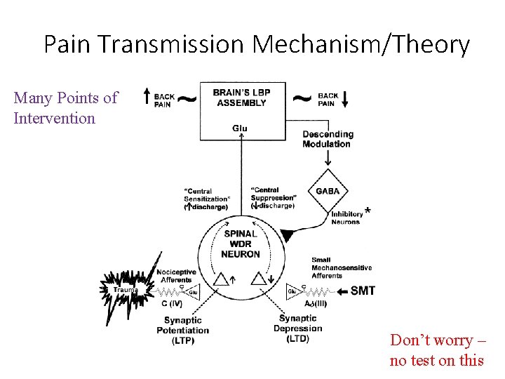 Pain Transmission Mechanism/Theory Many Points of Intervention Don’t worry – no test on this