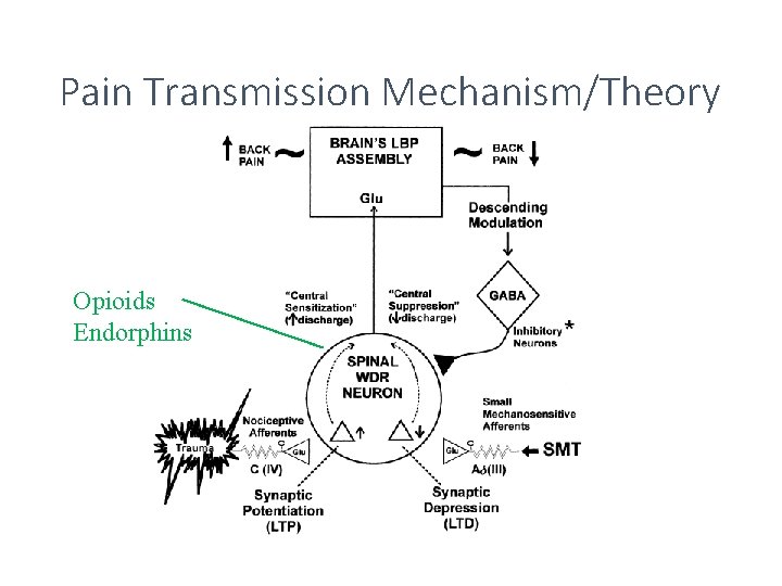 Pain Transmission Mechanism/Theory Opioids Endorphins 