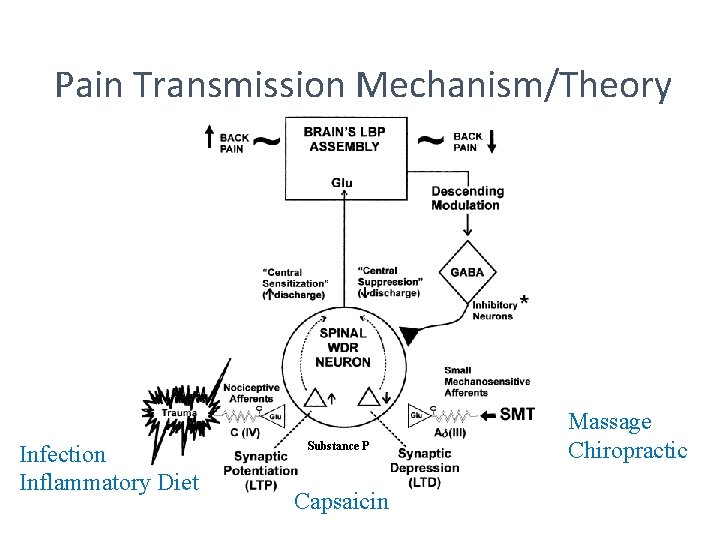 Pain Transmission Mechanism/Theory Infection Inflammatory Diet Substance P Capsaicin Massage Chiropractic 