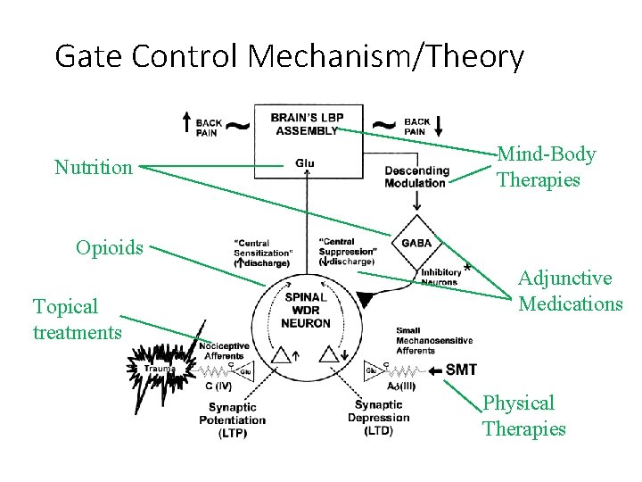 Gate Control Mechanism/Theory Nutrition Mind-Body Therapies Opioids Topical treatments Adjunctive Medications Physical Therapies 