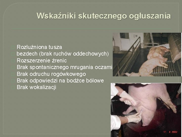 Wskaźniki skutecznego ogłuszania � � � � Rozluźniona tusza bezdech (brak ruchów oddechowych) Rozszerzenie