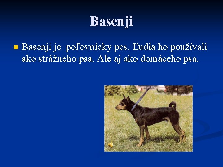 Basenji n Basenji je poľovnícky pes. Ľudia ho používali ako strážneho psa. Ale aj