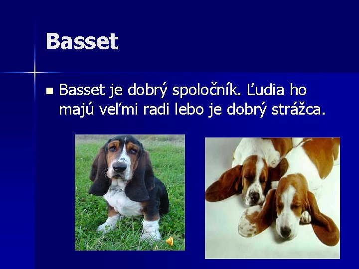 Basset n Basset je dobrý spoločník. Ľudia ho majú veľmi radi lebo je dobrý