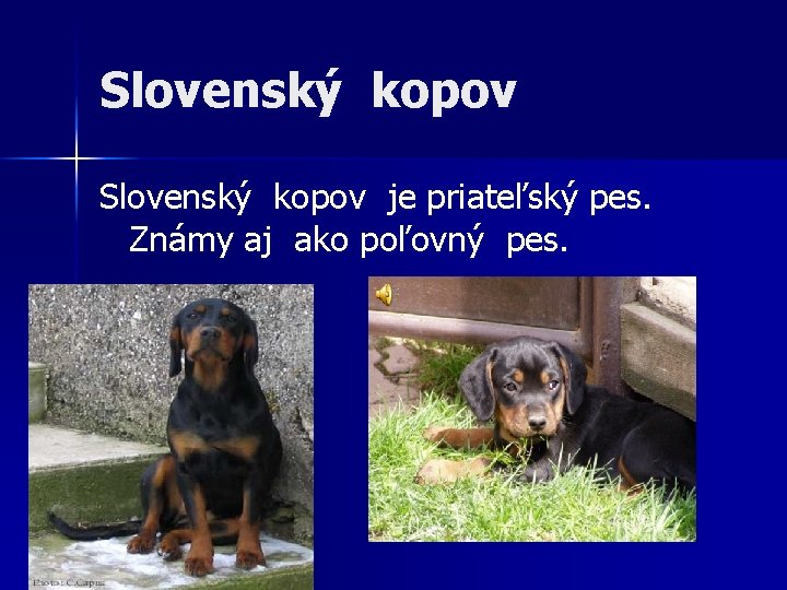 Slovenský kopov je priateľský pes. Známy aj ako poľovný pes. 