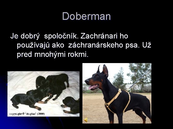 Doberman Je dobrý spoločník. Zachránari ho používajú ako záchranárskeho psa. Už pred mnohými rokmi.