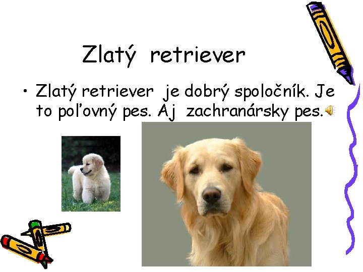 Zlatý retriever • Zlatý retriever je dobrý spoločník. Je to poľovný pes. Aj zachranársky