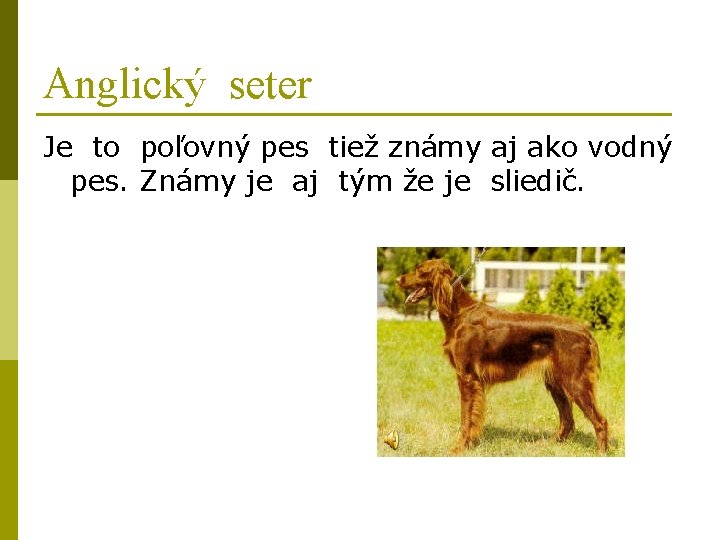 Anglický seter Je to poľovný pes tiež známy aj ako vodný pes. Známy je