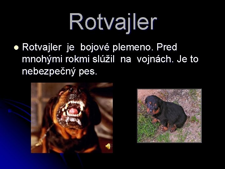 Rotvajler l Rotvajler je bojové plemeno. Pred mnohými rokmi slúžil na vojnách. Je to