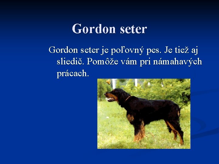 Gordon seter je poľovný pes. Je tiež aj sliedič. Pomôže vám pri námahavých prácach.