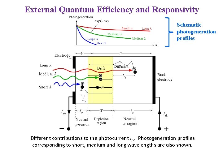 External Quantum Efficiency and Responsivity Schematic photogeneration profiles Different contributions to the photocurrent Iph.