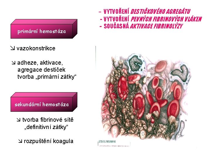 - VYTVOŘENÍ DESTIČKOVÉHO AGREGÁTU primární hemostáza vazokonstrikce adheze, aktivace, agregace destiček tvorba „primární zátky“