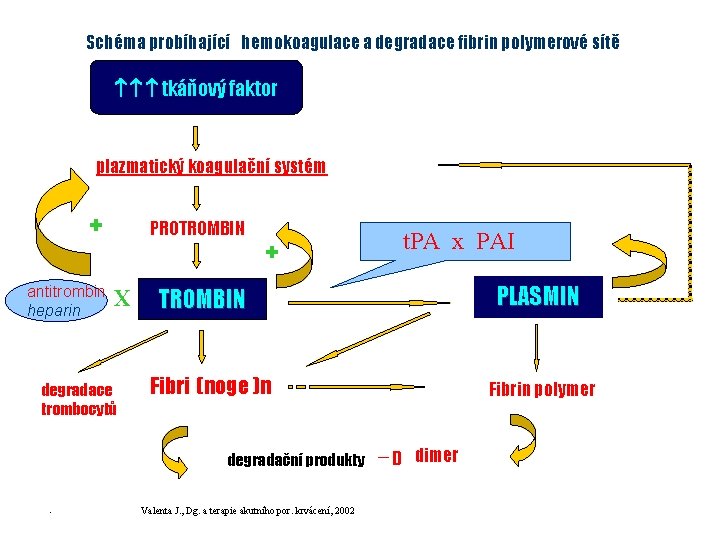 Schéma probíhající hemokoagulace a degradace fibrin polymerové sítě tkáňový faktor plazmatický koagulační systém +