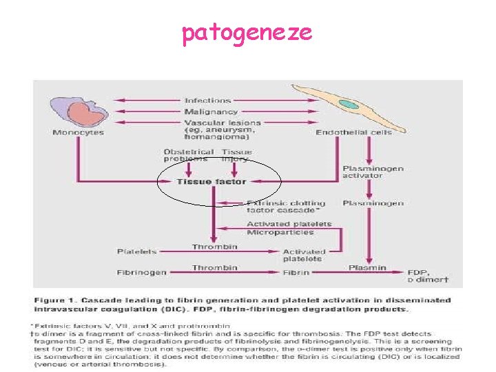 patogeneze 