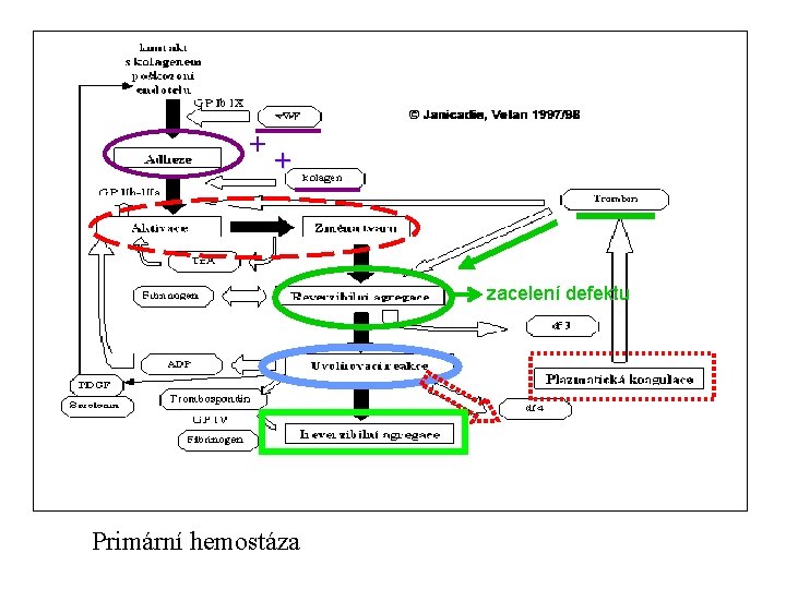 + + zacelení defektu Primární hemostáza 
