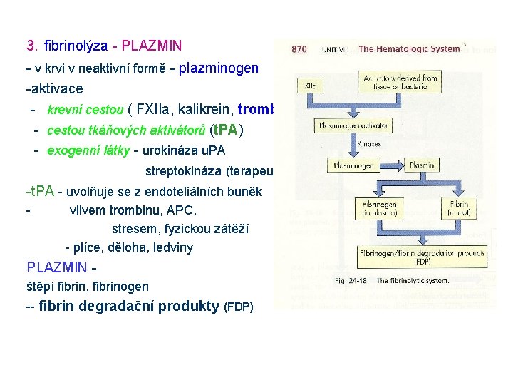 3. fibrinolýza - PLAZMIN - v krvi v neaktivní formě - plazminogen -aktivace -