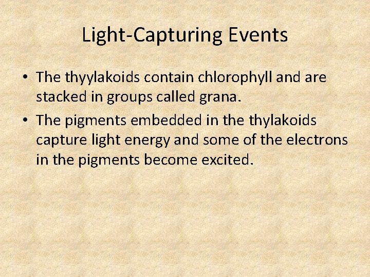 Light-Capturing Events • The thyylakoids contain chlorophyll and are stacked in groups called grana.