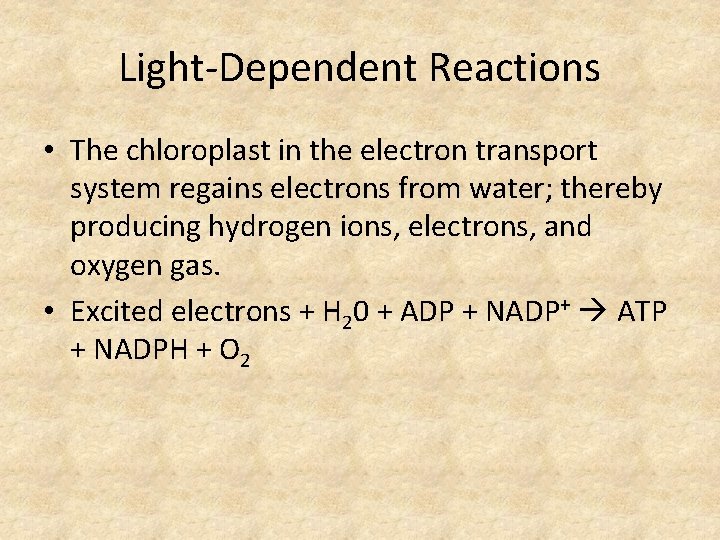 Light-Dependent Reactions • The chloroplast in the electron transport system regains electrons from water;