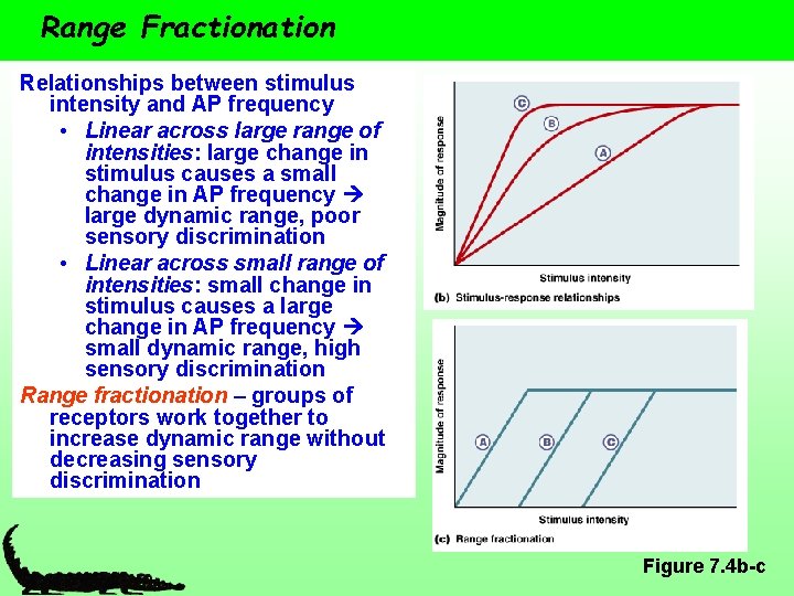 Range Fractionation Relationships between stimulus intensity and AP frequency • Linear across large range