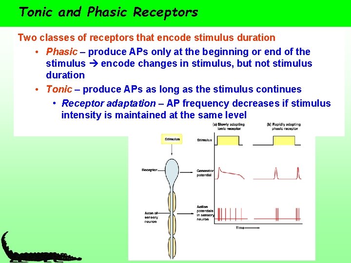 Tonic and Phasic Receptors Two classes of receptors that encode stimulus duration • Phasic