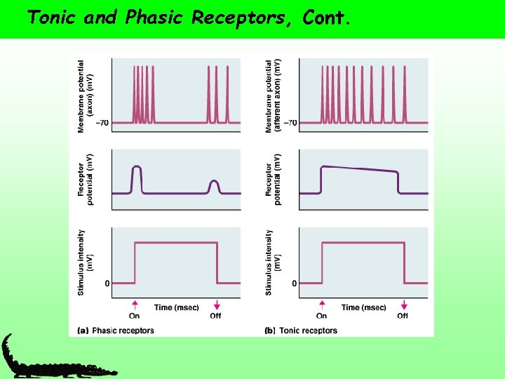Tonic and Phasic Receptors, Cont. 