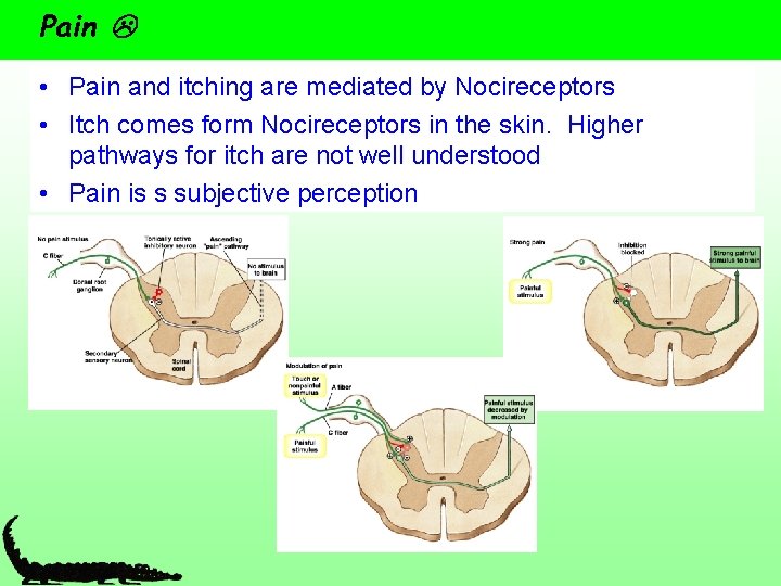 Pain • Pain and itching are mediated by Nocireceptors • Itch comes form Nocireceptors