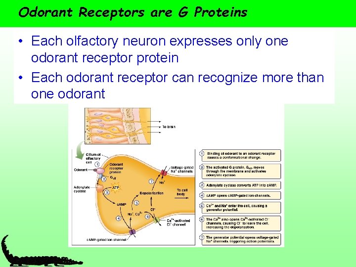 Odorant Receptors are G Proteins • Each olfactory neuron expresses only one odorant receptor