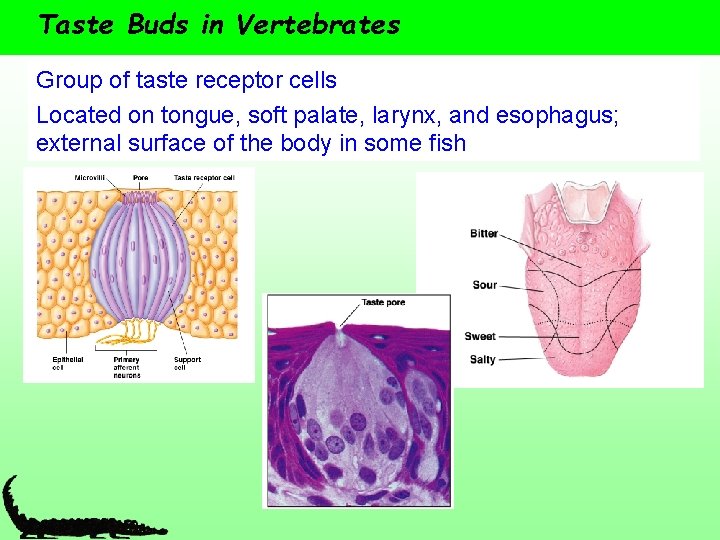 Taste Buds in Vertebrates Group of taste receptor cells Located on tongue, soft palate,