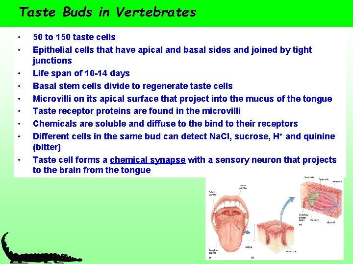 Taste Buds in Vertebrates • • • 50 to 150 taste cells Epithelial cells