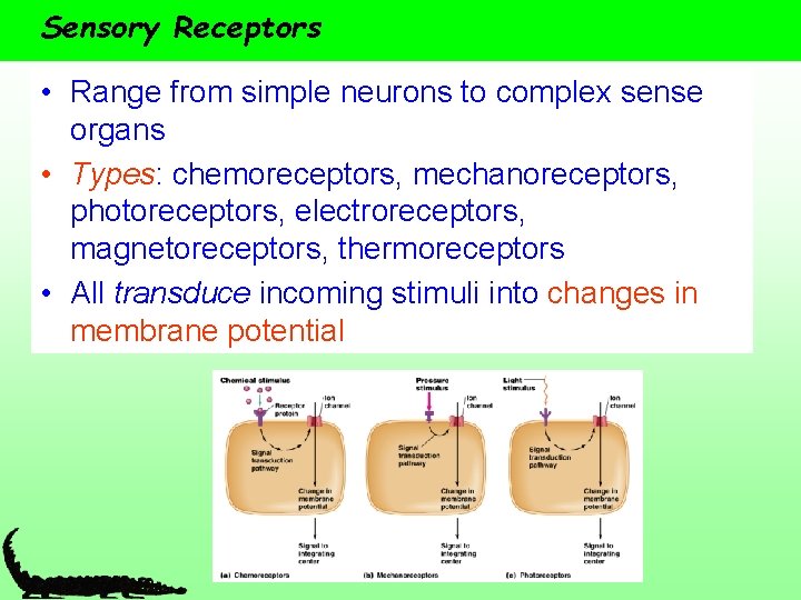 Sensory Receptors • Range from simple neurons to complex sense organs • Types: chemoreceptors,
