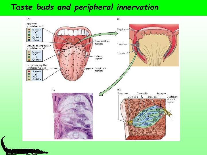 Taste buds and peripheral innervation 