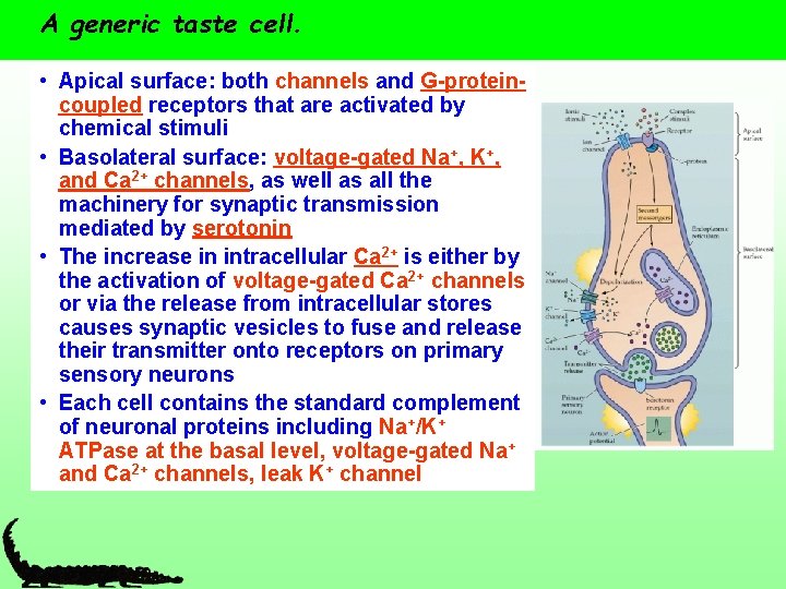 A generic taste cell. • Apical surface: both channels and G-proteincoupled receptors that are