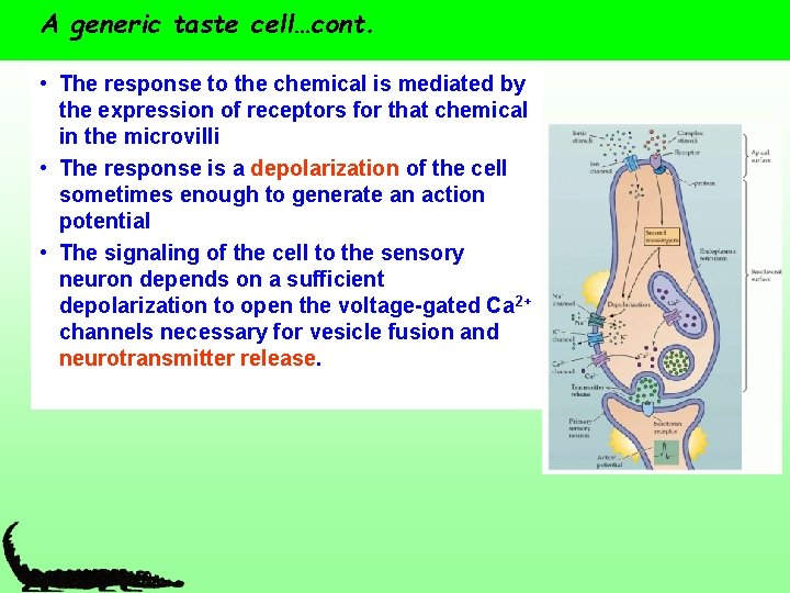 A generic taste cell…cont. • The response to the chemical is mediated by the