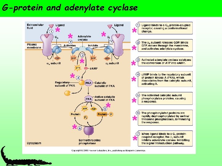 G-protein and adenylate cyclase * * * * 