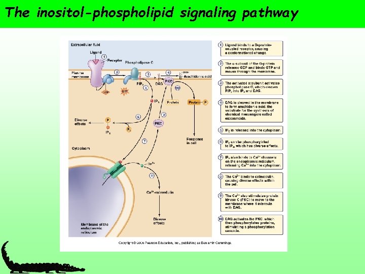 The inositol-phospholipid signaling pathway 