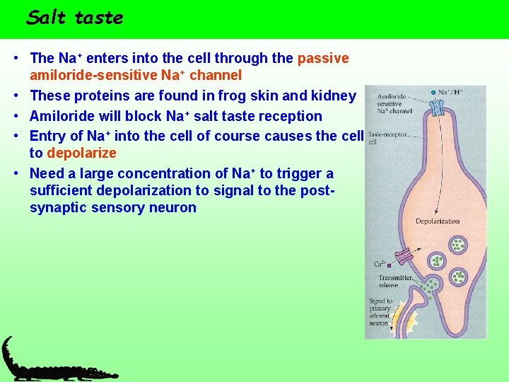 Salt taste • The Na+ enters into the cell through the passive amiloride-sensitive Na+