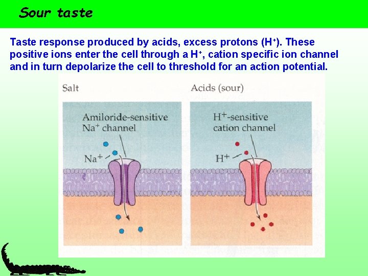 Sour taste Taste response produced by acids, excess protons (H+). These positive ions enter