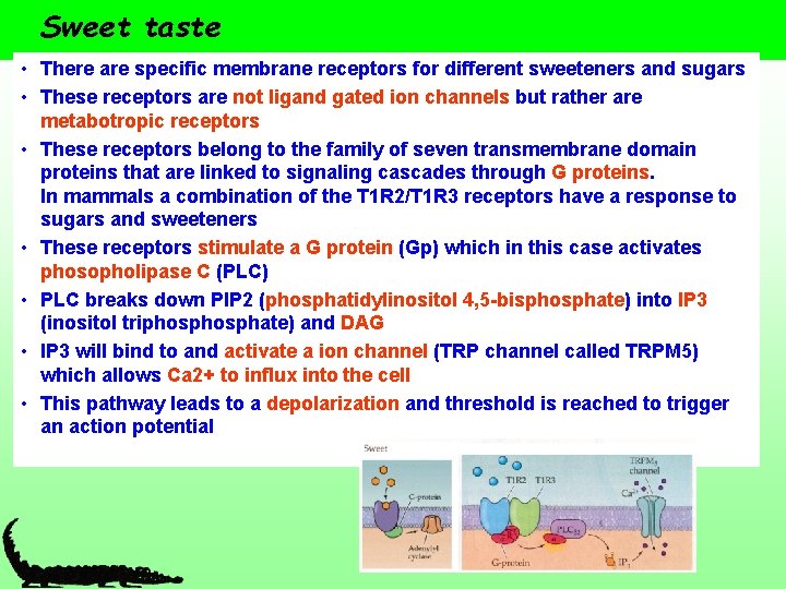 Sweet taste • There are specific membrane receptors for different sweeteners and sugars •