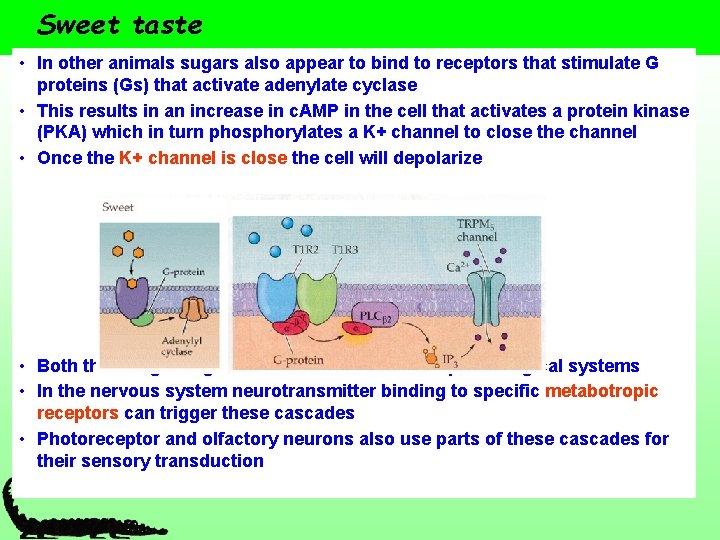 Sweet taste • In other animals sugars also appear to bind to receptors that