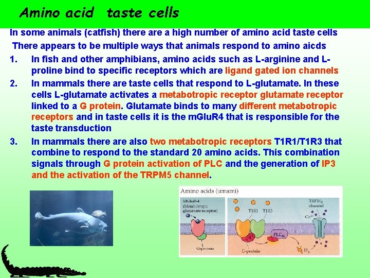 Amino acid taste cells In some animals (catfish) there a high number of amino